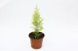 Limoni Servi (Cupressus Macrocarpa Goldcrest) 20-30 cm