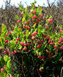 Yaban Mersini ( Blue Berry ) Fidanı 2 Adet