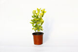 Gold Taflan (Euonymus Japonica Aurea) – Sarı Çit Bitkisi 2’li Dikim