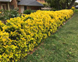 Gold Taflan (Euonymus Japonica Aurea) – Sarı Çit Bitkisi 2’li Dikim