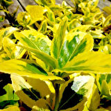 Gold Taflan (Euonymus Japonica Aurea) – Sarı Çit Bitkisi 2’li Dikim 10 Adet