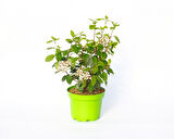 Viburnum Tinus - Yaprak Dökmeyen Kartopu Yeşil Saksıda 5 Adet