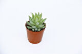 Sedum Nicaeensis Sukulent 10 Adet