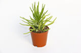 Senecio Barbertonicus Himalaya Sukulent - 5 Adet