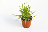 Senecio Barbertonicus Himalaya Sukulent - 5 Adet