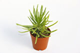 Senecio Barbertonicus Himalaya Sukulent - 5 Adet
