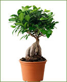 Ficus Ginseng Bonsai 2 Adet
