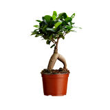 Ficus Ginseng Bonsai 2 Adet