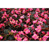 Begonya Çiçeği Pembe Begonıa Semperflorens 90 Adet