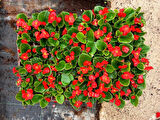 Begonya Çiçeği Kırmızı Begonıa Semperflorens 45 Adet