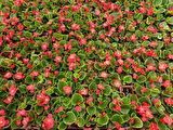 Begonya Çiçeği Kırmızı Begonıa Semperflorens 45 Adet