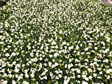 Begonya Çiçeği Beyaz Begonıa Semperflorens 45 Adet