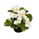 Begonya Çiçeği Beyaz Begonıa Semperflorens 45 Adet