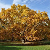 Batı Çınarı Fidanı Platanus Occidentalis