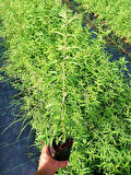 Limon Melisa - Melissa Officinalis 3 Adet