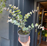 Mavi Okaliptus Fidanı Eucalyptus Globulus