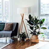 Kauçuk – Ficus Elastica 40- 60 cm 2 Adet