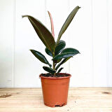 Kauçuk – Ficus Elastica 40- 60 cm 2 Adet