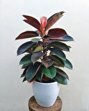 Kauçuk – Ficus Elastica 40- 60 cm 2 Adet
