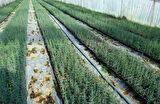 Akdeniz Servisi (Cupressus Sempervirens) 100 cm