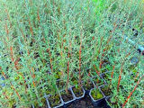 Akdeniz Servisi (Cupressus Sempervirens) 100 cm