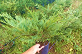 Yayılıcı Leylandi Cupressocyparis Leylandii Horizantelis 40-60 cm