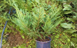 Yayılıcı Leylandi Cupressocyparis Leylandii Horizantelis 40-60 cm