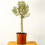 Bonsai Zeytin Olea Europeana Macro Bonsai