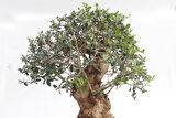 Bonsai Zeytin Olea Europeana Macro Bonsai