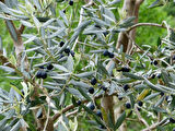 Bonsai Zeytin Olea Europeana Macro Bonsai
