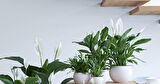Barış Çiçeği – Spathiphyllum 40cm 3 Adet