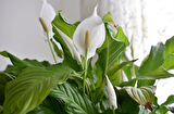 Barış Çiçeği – Spathiphyllum 40cm 3 Adet