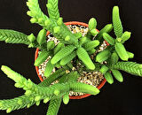 Prenses Çamı - Crassula muscosa 135 Adet