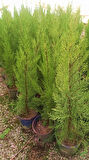 Limoni Servi (Cupressus Macrocarpa Goldcrest) 50-70 cm