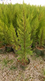 Limoni Servi (Cupressus Macrocarpa Goldcrest) 50-70 cm 10 Adet