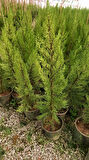 Limoni Servi (Cupressus Macrocarpa Goldcrest) 50-70 cm 10 Adet