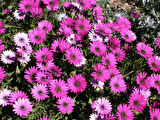 Bodrum Papatyası 3 Adet Pembe ve Mor Renkli