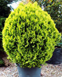 Altuni Mazı  Fidesi 15-20 cm 10 Adet Thuja orientalis 'Aurea' Nana