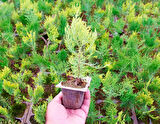 Altuni Mazı  Fidesi 15-20 cm 10 Adet Thuja orientalis 'Aurea' Nana