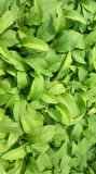 Karakafes Otu Symphytum Officinale 5 Adet