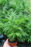 Areka Palmiyesi 20-25 cm 5 Adet