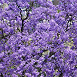Pavlonya Fidanı Paulownia Tementosa 30-50 cm