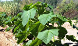 Pavlonya Fidanı Paulownia Tementosa 30-50 cm
