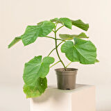 Pavlonya Fidanı Paulownia Tementosa 30-50 cm 3 Adet