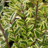 Yayılıcı - Yer Örtücü Hanımeli Lonicera Lemon Beauty 5 Adet