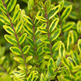 Yayılıcı - Yer Örtücü Hanımeli Lonicera Lemon Beauty 5 Adet