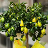 Limequat Lime Misket Limon Fidanı