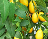 Limequat Lime Misket Limon Fidanı