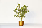 Bonsai Buxus Turuncu Saksıda 2 Adet