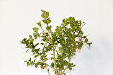 Bonsai Buxus Turuncu Saksıda 2 Adet